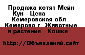 Продажа котят Мейн-Кун › Цена ­ 15 000 - Кемеровская обл., Кемерово г. Животные и растения » Кошки   